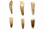 Lot: to Bargain Spinosaurus Teeth - Pieces #108554-1
